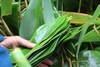 新鲜粽叶 箬竹子叶农家新鲜包粽子叶